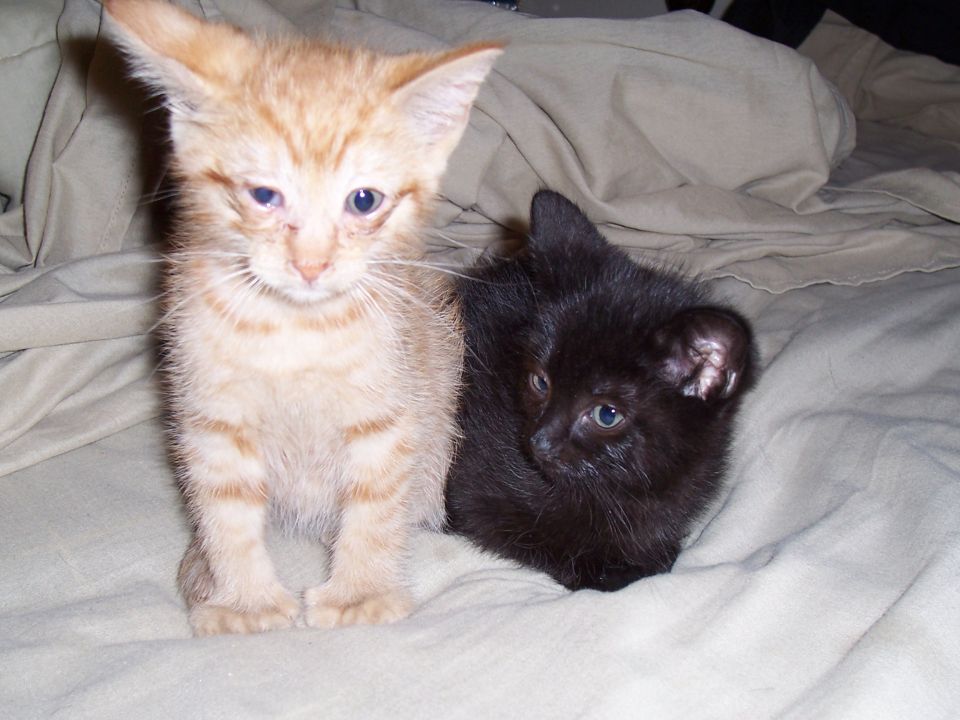 Orange tabby kitten and black kitten sitting on a rumpled beige blanket