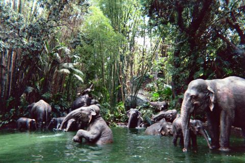 1968 Ford Mustang - A herd of elephants are enjoying a refreshing dip in a lush, tropical river.