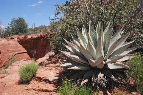 1994 Ford Bronco - A large agave plant thrives in a desert environment, with red rock formations and a canyon visible under a blue sky.