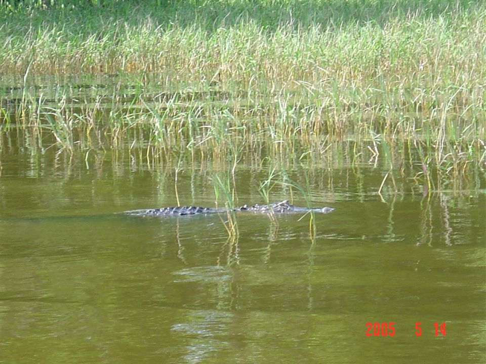 Alligator floating in green marshy water near a grassy shoreline