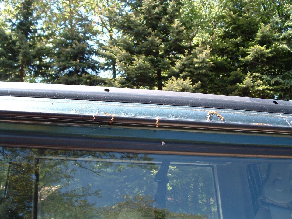 Dark green car roofline with rust spots and debris, showing window trim and reflection of trees