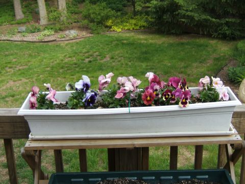 1998 Ford Taurus - A white flower box containing various colorful pansies sits on a wooden railing overlooking a grassy yard.