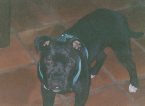 1996 Ford Bronco - Black pitbull dog with a blue harness on a tiled floor.