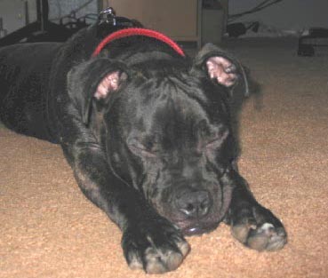 1996 Ford Bronco - A black dog rests on a carpeted floor, with a red collar around its neck.