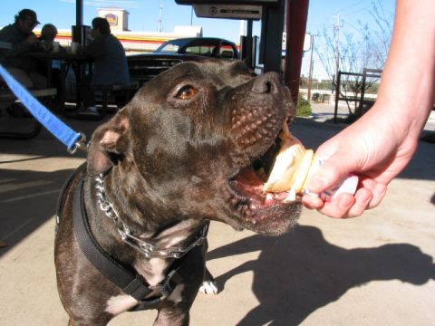 1996 Ford Bronco - He loves ice cream.