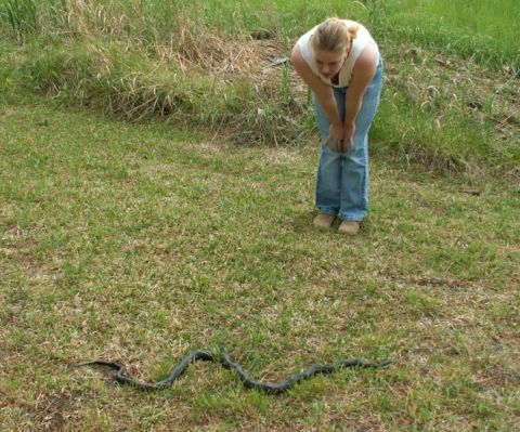 1988 Ford Bronco - Big ole Black snake that the birds were messing with.