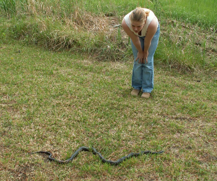 Big ole Black snake that the birds were messing with.
