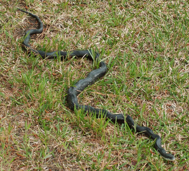 Large dark snake stretched out across patchy green and brown lawn grass