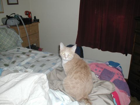 1979 Ford Bronco - A cat sits on a bed with rumpled sheets and blankets.