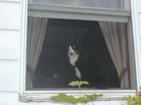 1979 Ford Bronco - A cat sits behind a window, looking out at the world.