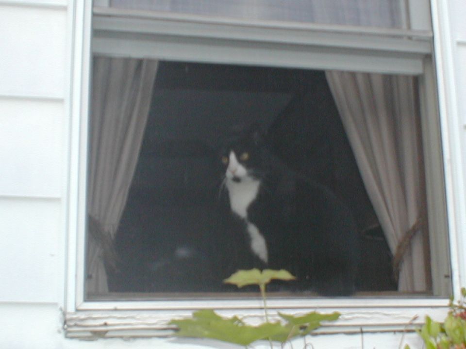 Black and white cat looking out a window with curtains