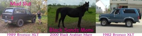1989 Ford Bronco - A three-panel banner showing two dark Ford Broncos and a black Arabian horse; the left panel is a dark 1989 Bronco XLT rear 3/4 with a pers…