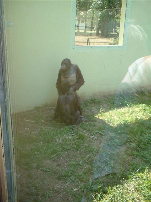 Two apes in a zoo enclosure seen through a glass viewing window