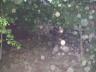 1977 Chevrolet Blazer - A close-up view of green foliage, possibly taken through a window with water droplets or dust.