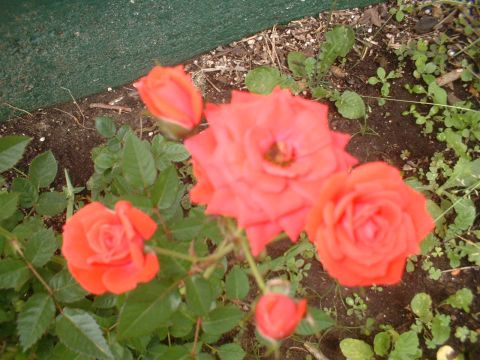 2003 Ford Mustang - Several orange roses are in bloom, with buds and green leaves surrounding them.