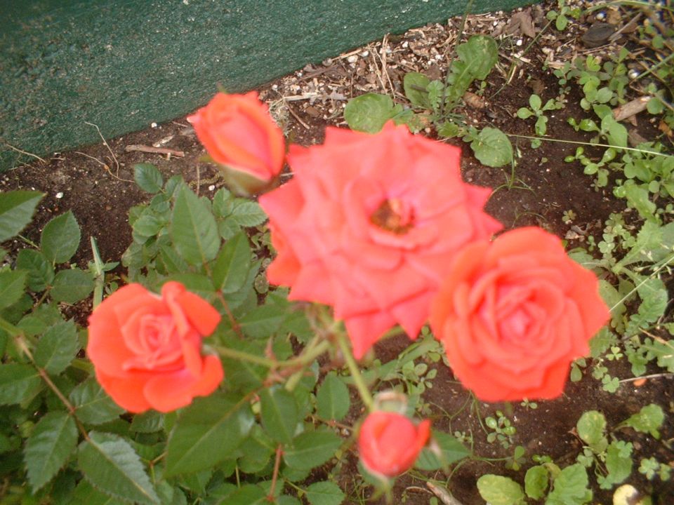 orange roses blooming near a green fence with some weeds