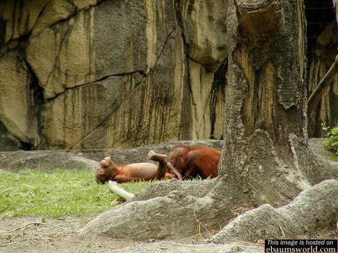 1986 Ford Bronco - Orangutans relax in their habitat, with a large tree and rock formation providing a naturalistic backdrop.