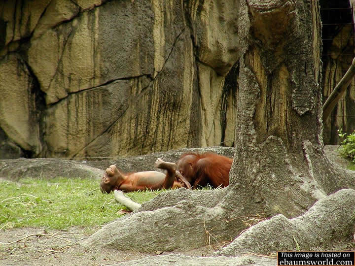 Two orangutans lounge on grass near a large tree and rock wall in a zoo