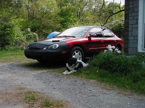 1997 Ford Taurus - A red 1997 Ford Taurus is parked outside with a car bra and a dog resting nearby.