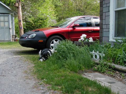 1997 Ford Taurus - A dog rests in the grass beside a red sedan that is parked in front of a house.