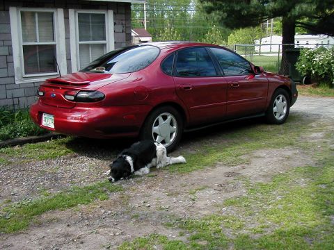 1997 Ford Taurus - A black and white dog rests near the rear wheel of a red 1997 Ford Taurus parked on a gravel driveway.