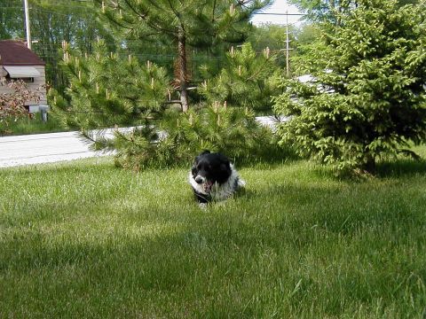 1997 Ford Taurus - A dog rests in a grassy yard with trees and a house visible.