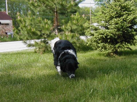 1997 Ford Taurus - A black and white dog walks through a grassy yard on a sunny day, with trees and a house in the background.