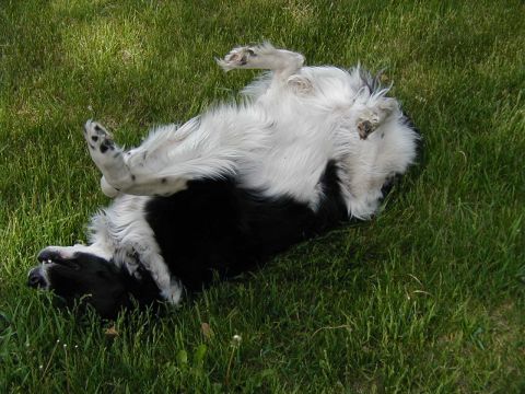 1997 Ford Taurus - Dog enjoys a sunny day rolling in the grass.
