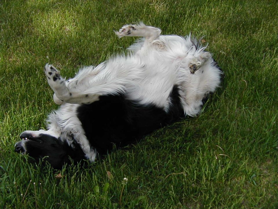 Black and white dog rolling on its back in green grass