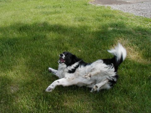 1997 Ford Taurus - A dog enjoys a sunny day by rolling around on the green grass.