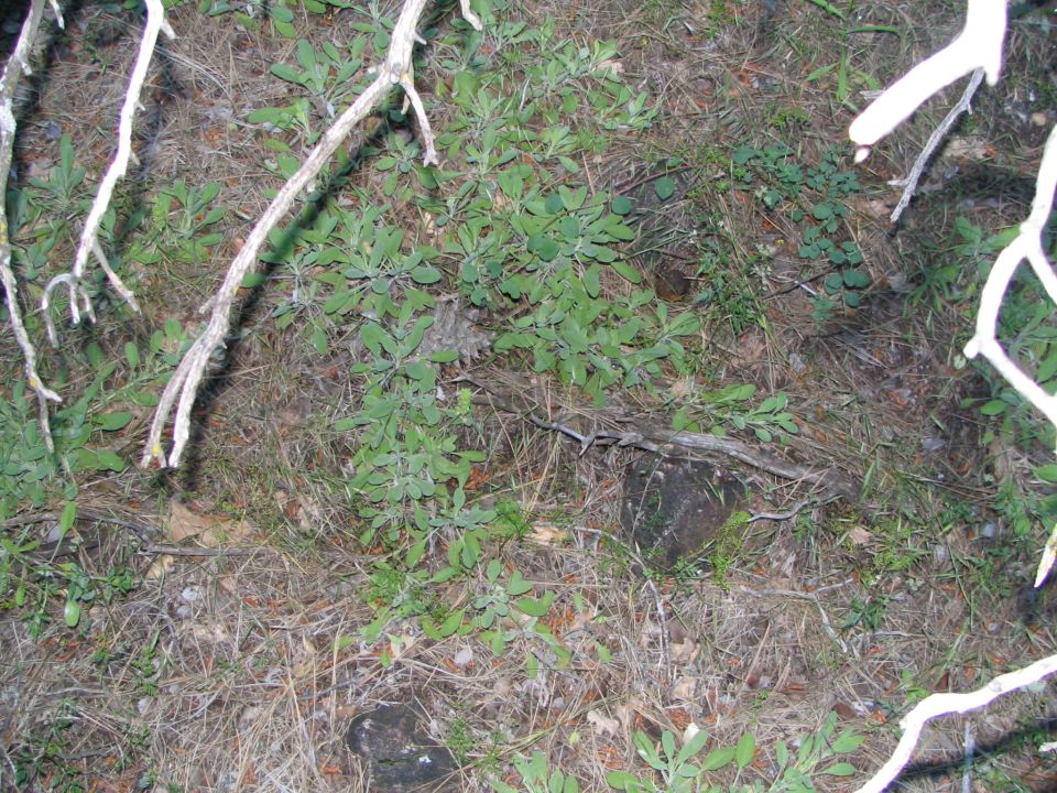 ground covered in dry grass, leaves, and green plants with white branches overhead. Watermark says SUPERMOTORS.NET