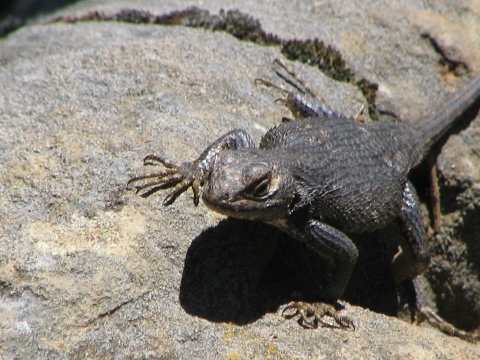 Dark lizard on a rock with Supermotors.net watermark