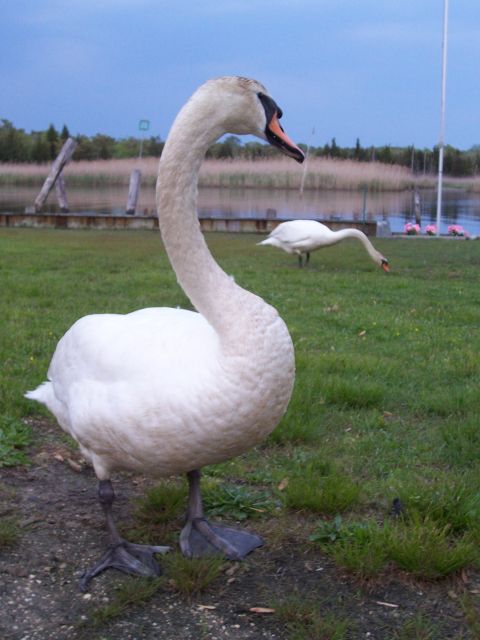 1995 Ford Bronco - Close-up of a mute swan standing on grass at the edge of a waterfront lawn, with a second swan grazing behind it and reeds across the water…