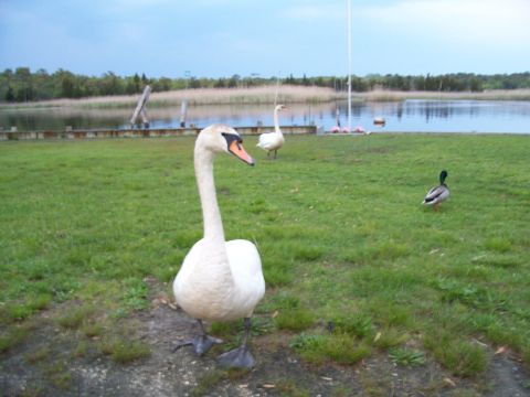 1995 Ford Bronco - A mute swan walks across a grassy bank toward the camera, with a second swan and a mallard drake nearby and a calm pond backed by reeds and…