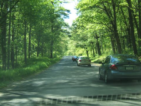 1998 Ford Taurus - Several cars travel down a paved road bordered by lush green trees on both sides.