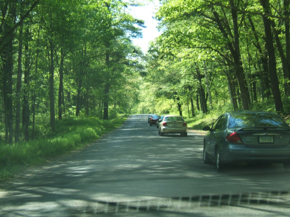 cars driving down a road surrounded by trees