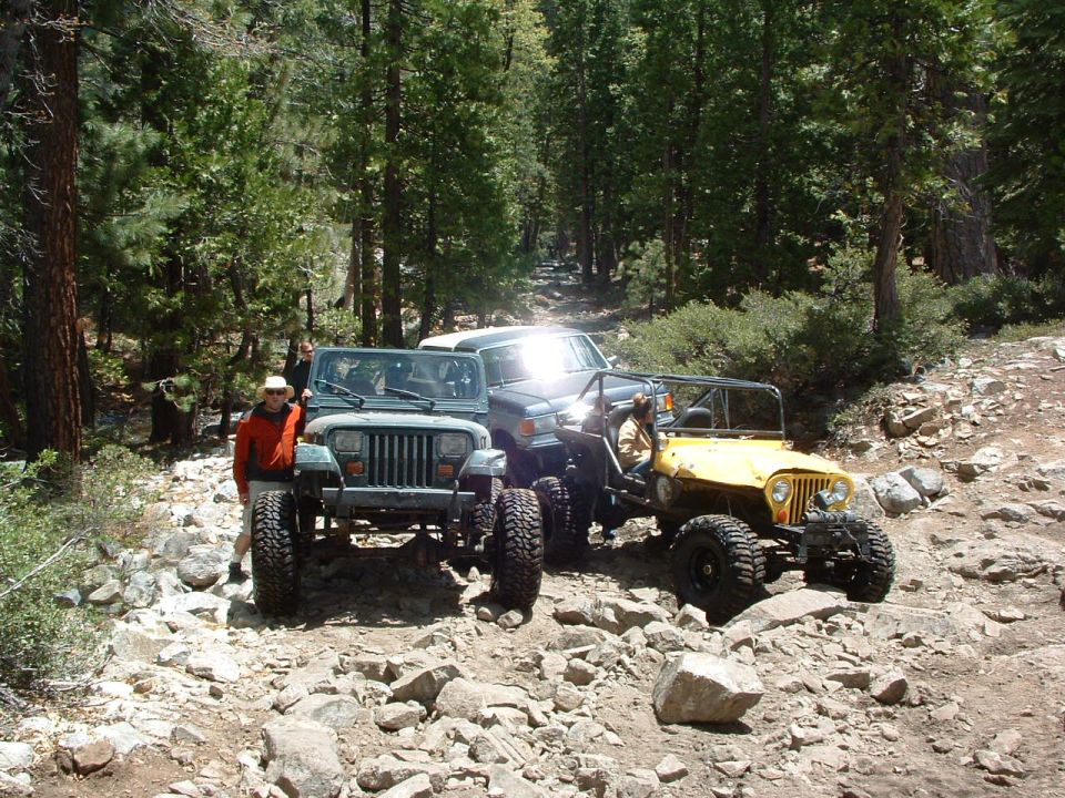 Three Jeeps including a yellow CJ working a rocky climb in pine forest