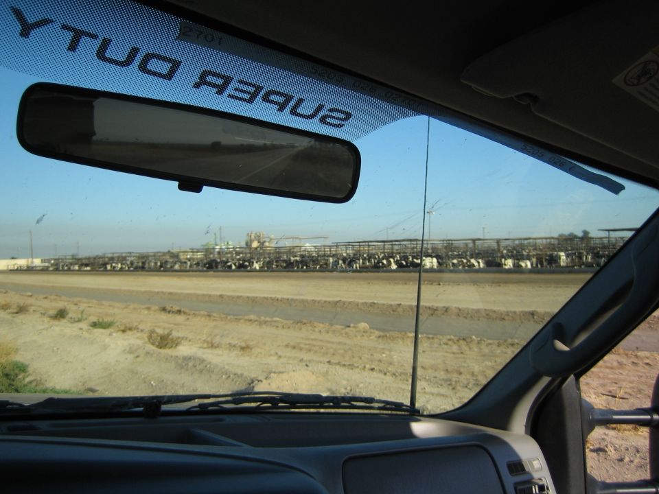 View from inside a vehicle looking out at a large dairy farm with many cows in pens under a clear blue sky. Text 'SUPER DUTY' is visible on the windshield