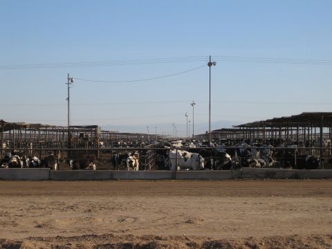1968 Ford Mustang - A large dairy farm with many cows housed in long, covered pens.