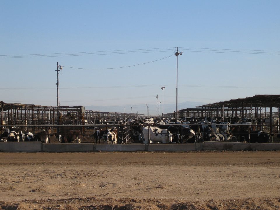 Rows of cows in covered pens at a farm under a clear blue sky