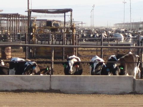 1968 Ford Mustang - cows as far as the eye can see!!!