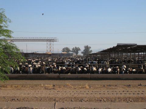 1968 Ford Mustang - A vast cattle feedlot stretches under a clear blue sky, with rows of cows visible in pens.