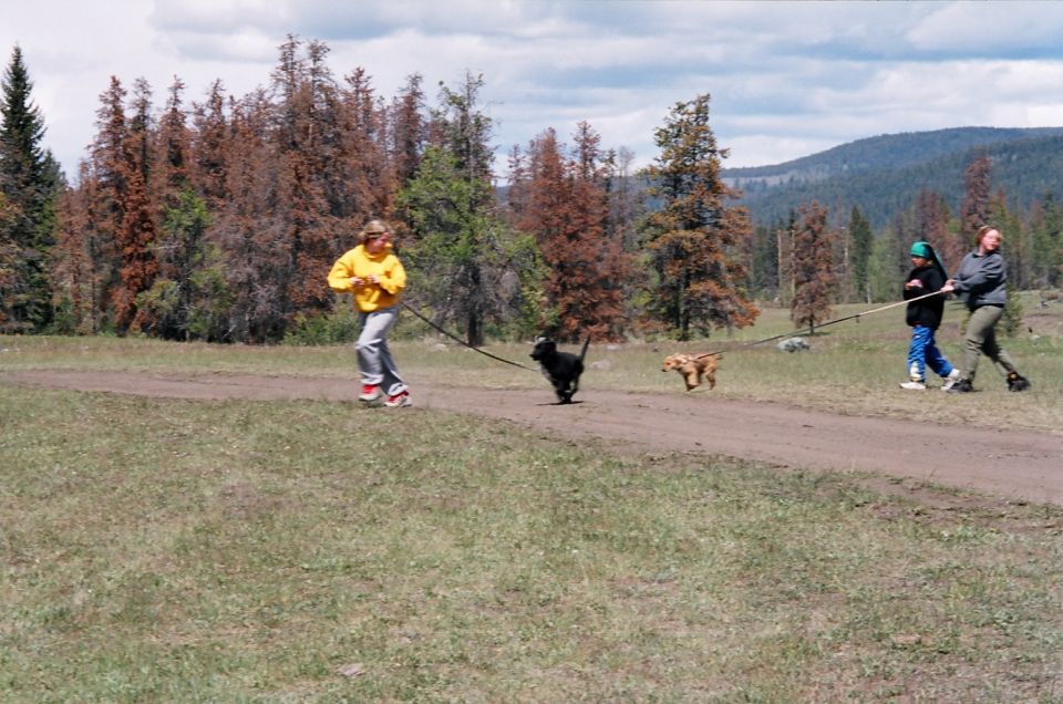 Child in yellow runs with two dogs on a leash while two others jog along a meadow dirt path