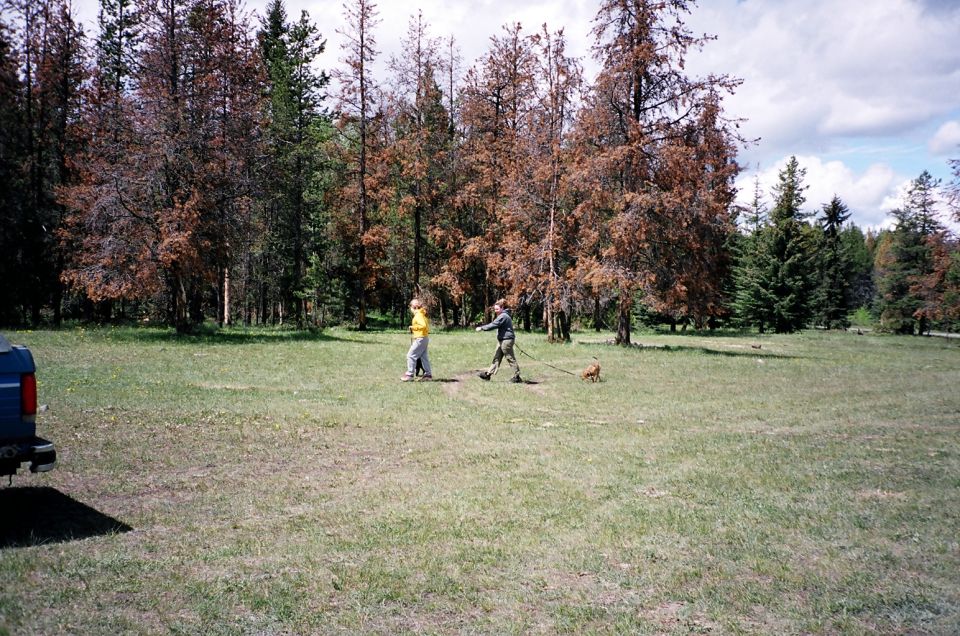 Two people and a small dog walk across a meadow toward dead-brown trees, blue truck bed at left