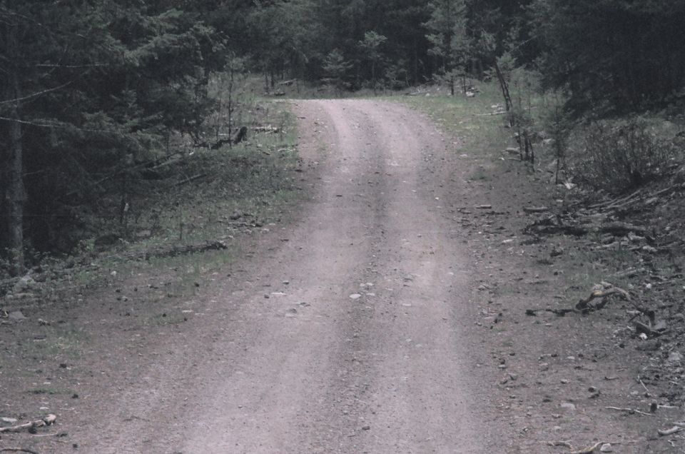 Gravel dirt road curving up a hill through evergreen forest under overcast light