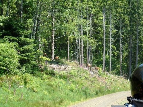 1979 Ford Bronco - Some Elk in the road.