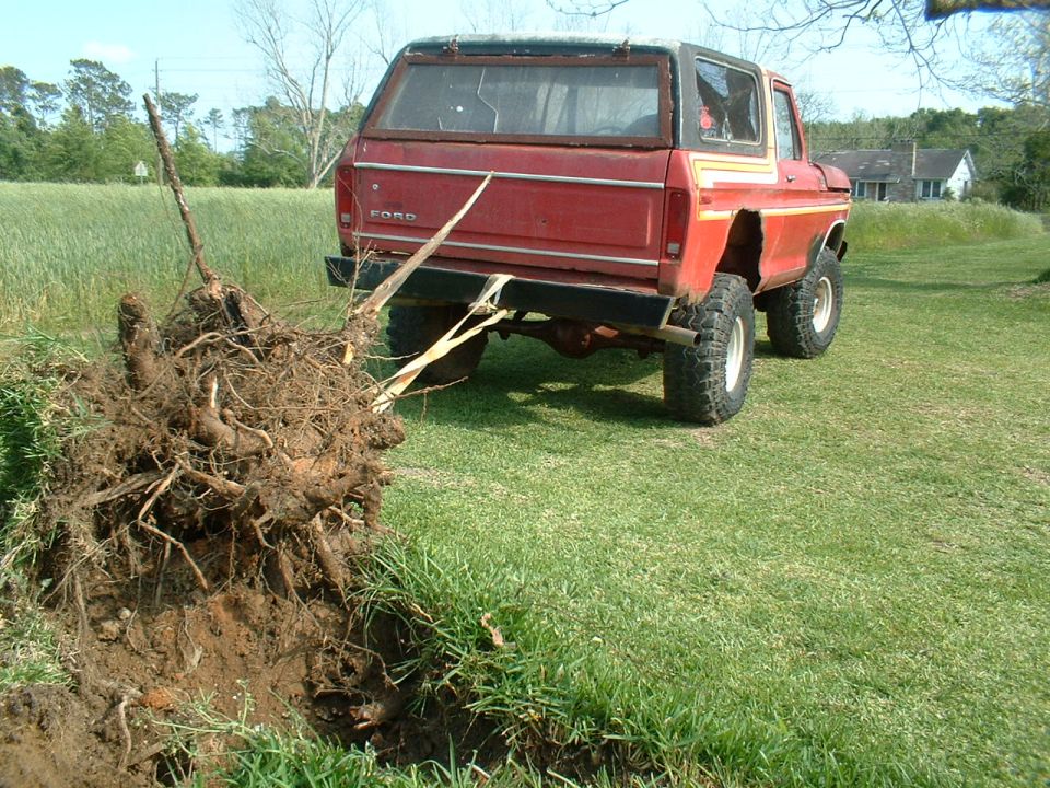 Red 1978 Ford Bronco with a tree stump attached to its rear bumper by straps