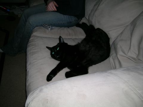 1994 Ford Probe - A black cat is relaxing on a couch, its bright green eyes are visible.