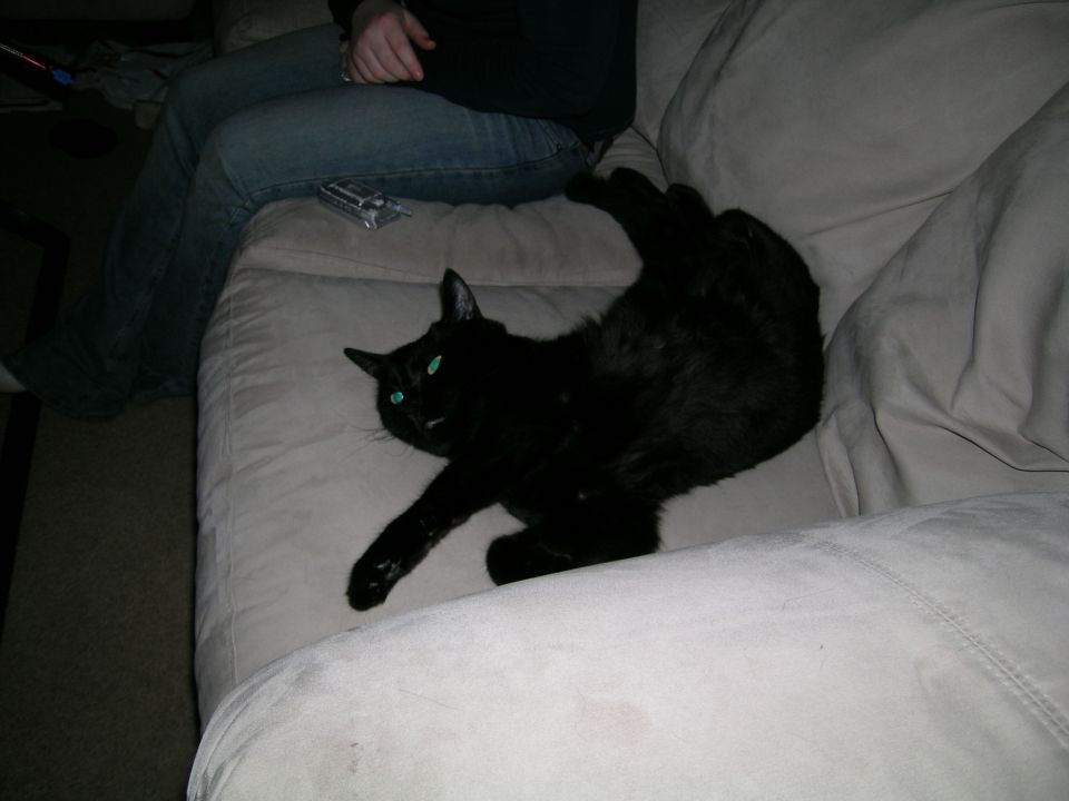Black cat with green eyes lying on a couch next to a person's legs