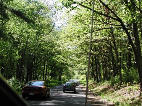 1992 Ford Taurus - A red 1992 Ford Taurus is seen from behind on a road surrounded by lush green trees.